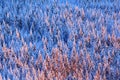 Blue winter landscape, birch tree forest with snow, ice and rime. Pink morning light before sunrise. Winter twilight, cold nature Royalty Free Stock Photo
