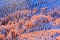 Blue winter landscape, birch tree forest with snow, ice and rime. Pink morning light before sunrise. Winter twilight, cold nature Royalty Free Stock Photo