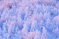 Blue winter landscape, birch tree forest with snow, ice and rime. Pink morning light before sunrise. Winter twilight, cold nature