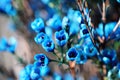 Elegant ornamental flower -Blue wintersweet. Royalty Free Stock Photo