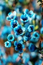 Elegant ornamental flower -Blue wintersweet. Royalty Free Stock Photo