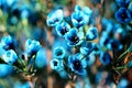 Elegant ornamental flower -Blue wintersweet. Royalty Free Stock Photo