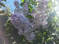 Blue wisteria blooming