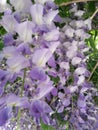 Blue wisteria blooming