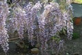 Blue wisteria blooms