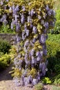 Blue wisteria