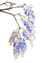 Blue wisteria flowers