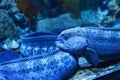 Blue wolf eel Anarrhichthys ocellatus. Royalty Free Stock Photo