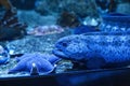 Blue wolf eel Anarrhichthys ocellatus. Royalty Free Stock Photo