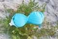 Blue women`s bra lying on green bush at beach. Rest naked, nudism Royalty Free Stock Photo