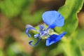 Blue Wonder - Wild Flower Background from Nature