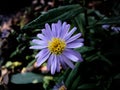 Blue wood aster flower top view. Used selective focus