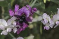 A blue wood bee on a flower Royalty Free Stock Photo