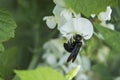 A blue wood bee on a white flower Royalty Free Stock Photo