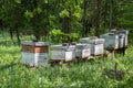 Blue wooden beehives in a green meadow at spring
