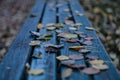 A blue wooden park bench covered with autumn leaves Royalty Free Stock Photo