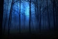 Blue Woods Royalty Free Stock Photo