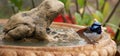 Blue Wren on Bird Bath Royalty Free Stock Photo