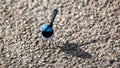 A blue wren bird standing on the ground on kangaroo island south australia