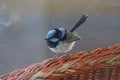 Blue Wren on My Chair