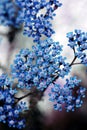 Blue Yarrow, also known as Achillea millefolium blossoms blooming in summer. Beautiful inflorescence.