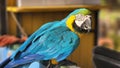 Blue and yellow Ara ararauna parrot perroquet Royalty Free Stock Photo