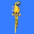 Blue-and-yellow Ara macaw parrot or Ara ararauna isolated on white background. Hand drawn colorful tropical bird, home