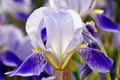 Blue with yellow bearded iris on the background of the garden. Royalty Free Stock Photo