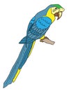 Blue and yellow big parrot ( macaw ), sitting on the branch. Exotic bird. Vector hand drawn illustration Royalty Free Stock Photo