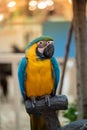 Blue and yellow big parrot sitting on the branch. Royalty Free Stock Photo