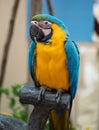 Blue and yellow big parrot sitting on the branch. Royalty Free Stock Photo