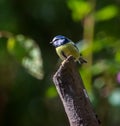 Blue and yellow bird on a tree stump in a forest. Royalty Free Stock Photo