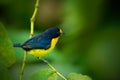 Blue and yellow bird Violaceous euphonia, Euphonia violacea, exotic bird from Trinidad and Tobago. Beautiful bird in the nature gr