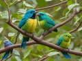 Blue and yellow birds sitting on a branch of a tree in nature