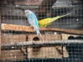 Blue and Yellow Budgerigar in Cage Royalty Free Stock Photo