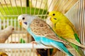 Blue and yellow budgerigars Royalty Free Stock Photo