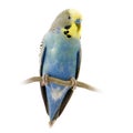 Blue and yellow budgie Royalty Free Stock Photo
