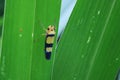 A blue and yellow bug - Graphocephala versuta - sitting on the back of a green leaf in the jungle Royalty Free Stock Photo