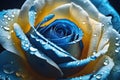 Blue and yellow color rose flower with water drops closeup Royalty Free Stock Photo