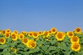 Yellow sunflowers under blue sky in Ukraine Royalty Free Stock Photo