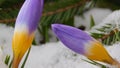 Crocus flower Royalty Free Stock Photo