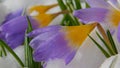 Crocus flower Royalty Free Stock Photo