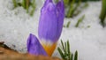 Crocus flower Royalty Free Stock Photo