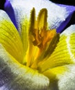 Blue and yellow crocus Royalty Free Stock Photo