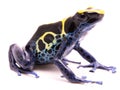 A blue yellow deying poison dart frog Royalty Free Stock Photo