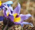 Blue and yellow early springy flower of pasqueflower