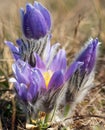 Blue and yellow early springy flower of pasqueflower