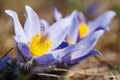 Blue and yellow early springy flower of pasqueflower