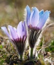 Blue and yellow early springy flower of pasqueflower