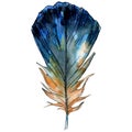 Blue yellow feater. Watercolor bird feather from wing isolated. Aquarelle feather for texture. Background set.